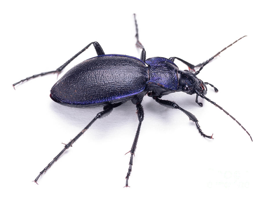 Violet Ground Beetle Photograph by Warren Photographic