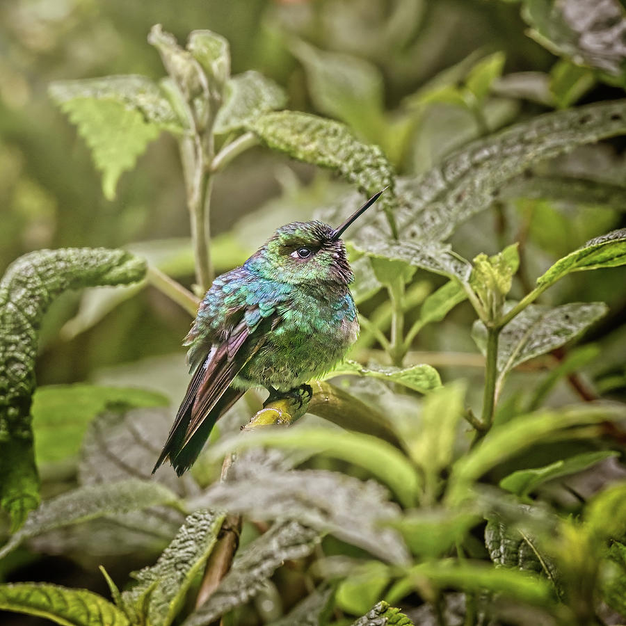 Violet Headed Hummingbird Ecuador Photograph by Joan Carroll