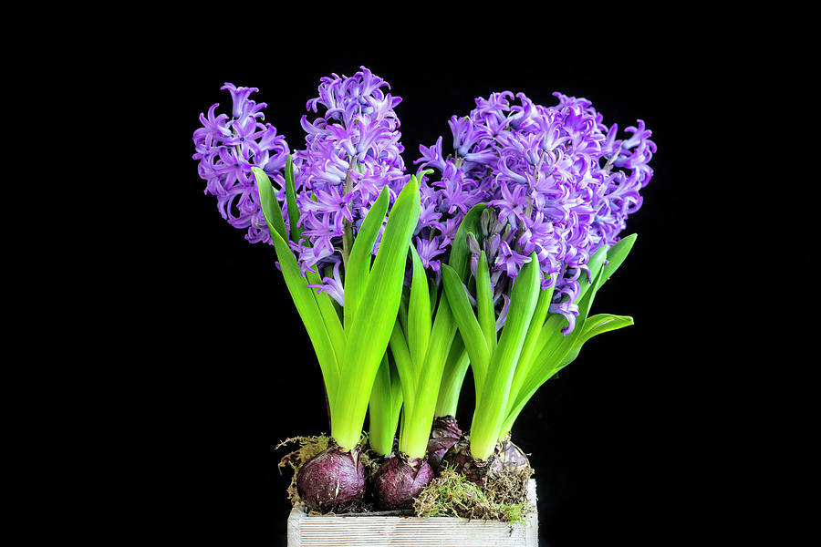 Violet Hyacinths X100 Photograph by Rich Franco