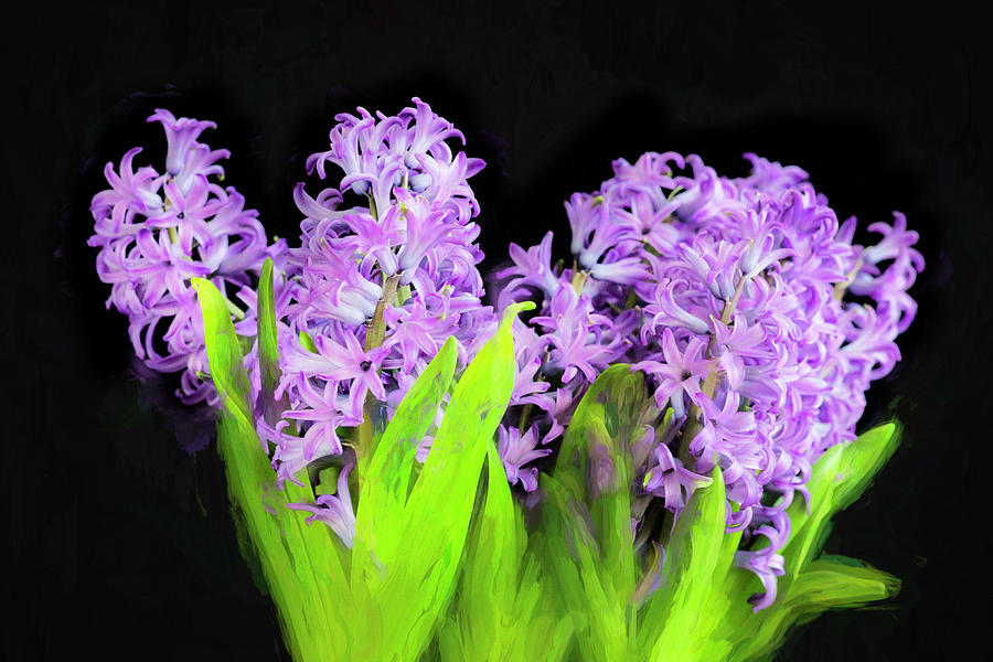 Violet Hyacinths X104 Photograph by Rich Franco