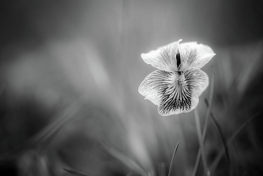 Violet In Black and White Photograph by Greg Mimbs - Fine Art America