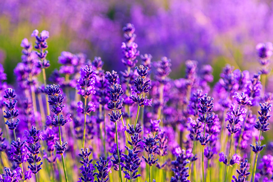 Violet lavender field Photograph by Remedios