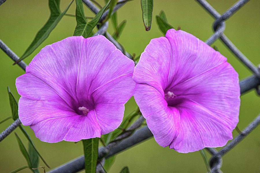 Violet Morning Glory Blooms - USCG Station Fort Macon Photograph by Bob Decker