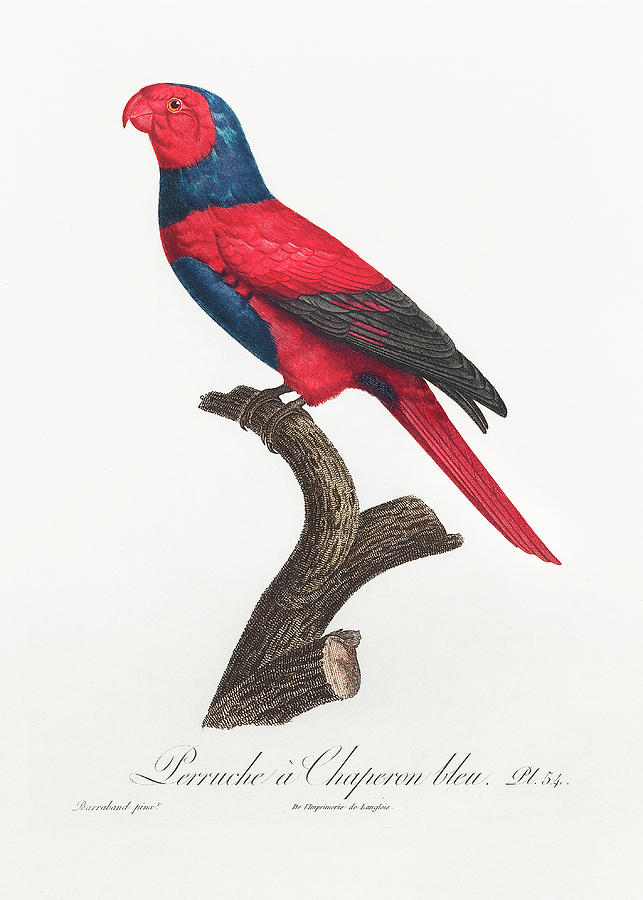 Violet Necked Lory Mixed Media by World Art Collective