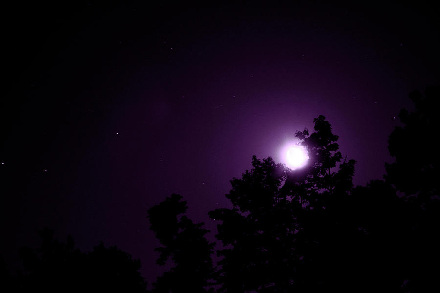 Violet Night Photograph by Mike Smale