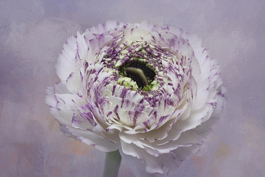 Nature Mixed Media - Violet Tinted Ranunculus  by Isabela and Skender Cocoli