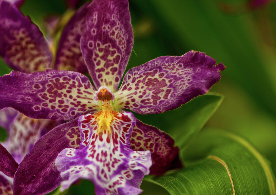 Violet orchid at Botanical Gardens Photograph by Cordia Murphy