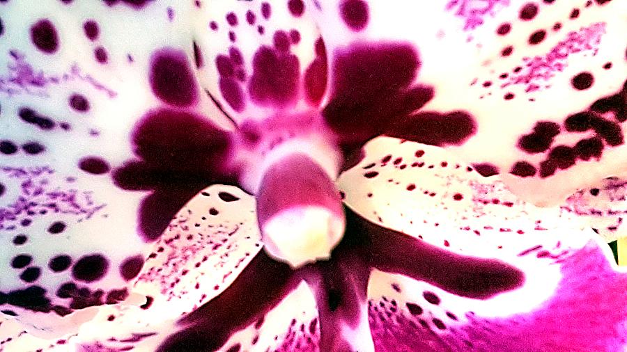 Violet Orchid Photograph