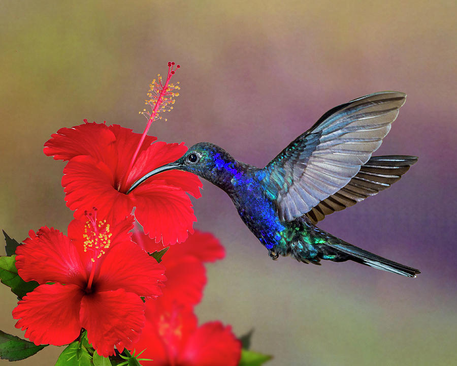 Violet Sabrewing Hummingbird Photograph by Denise Saldana