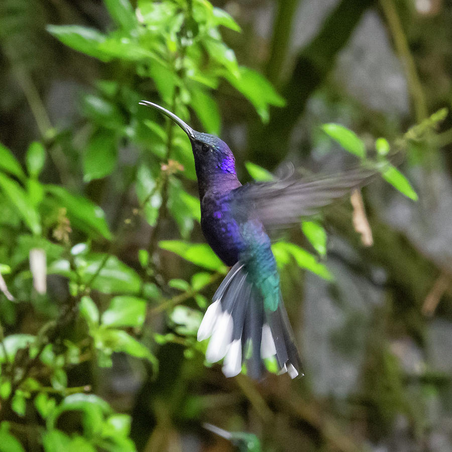 Violet Sabrewing Hummingbird Photograph by Ken Stampfer