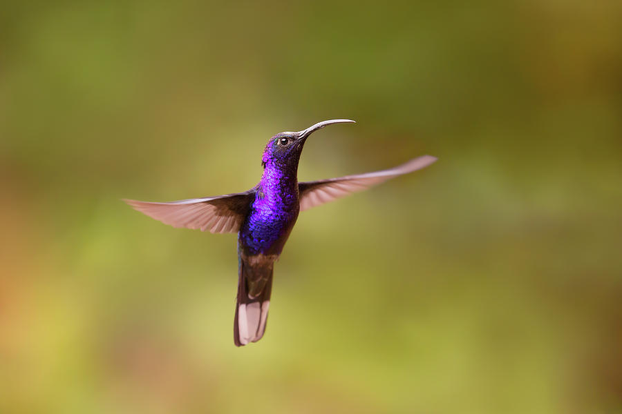 Hummingbird Photograph - Violet sabrewing hummingbird by Roeselien Raimond