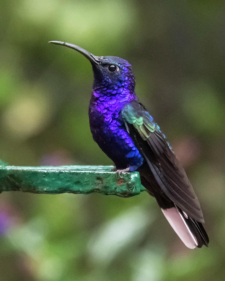 Violet Sabrewing Hummingbird #1 Photograph by Ken Stampfer