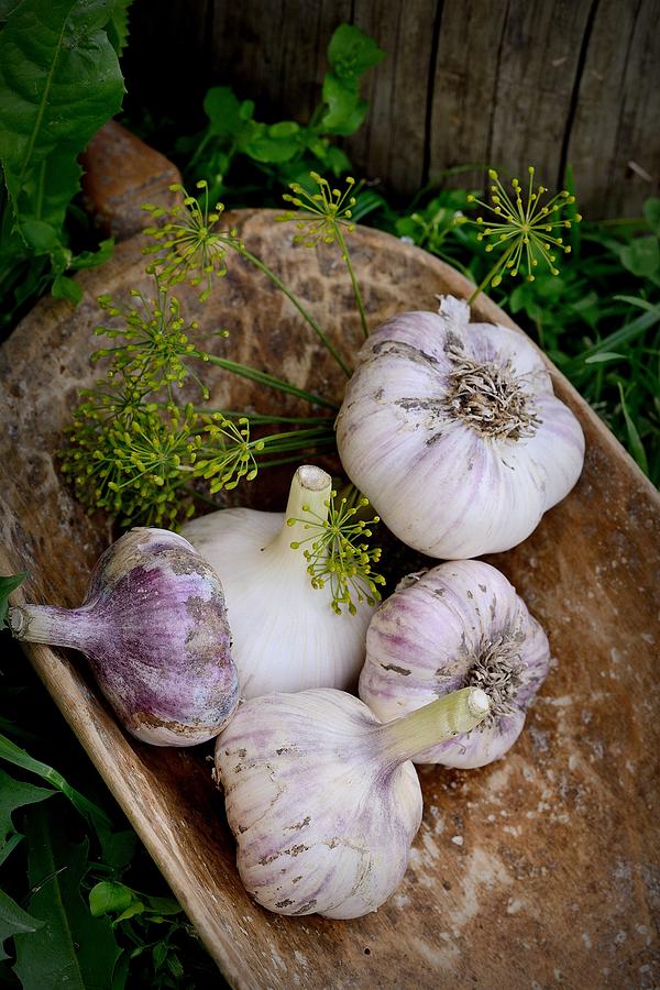 Violet  spring garlic rustic style Photograph by AnnaIleysh