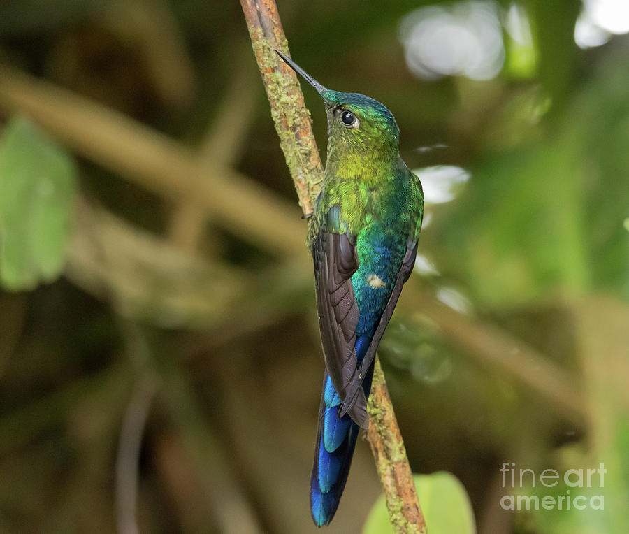 Violet-Tailed Sylph Male Photograph by Eva Lechner