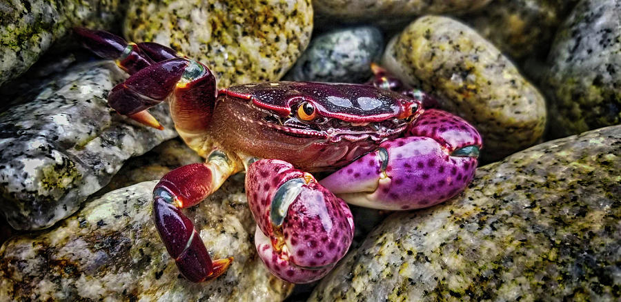 Crab Photograph - Violet the Crab by Andrew Spivey by California Coastal Commission