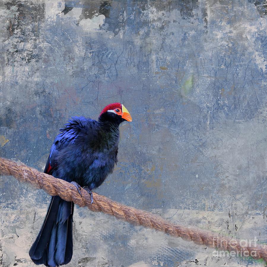 Violet Turaco Photograph by Eva Lechner