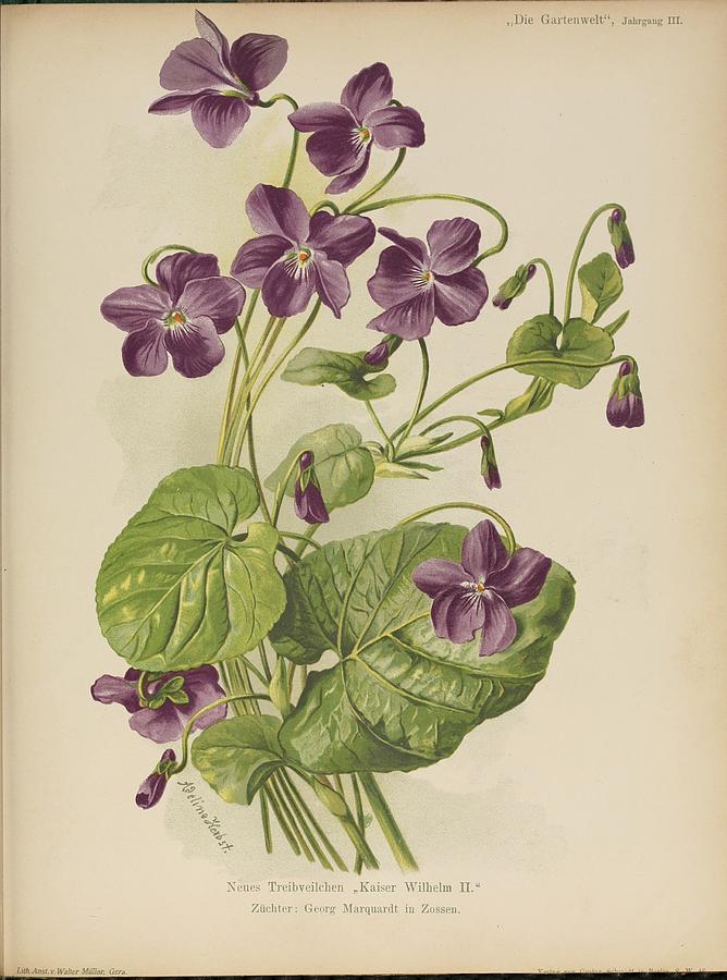Violet, viola Mixed Media by Beautiful Flower Prints - Fine Art America