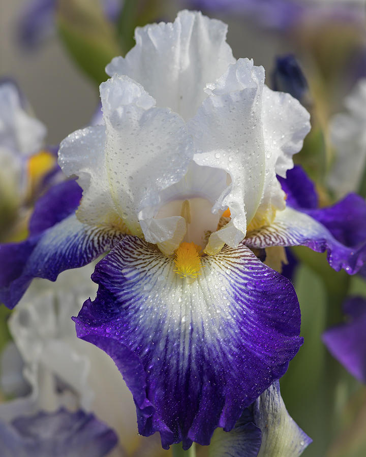 Violet-White Iris II Photograph by Mark Mille