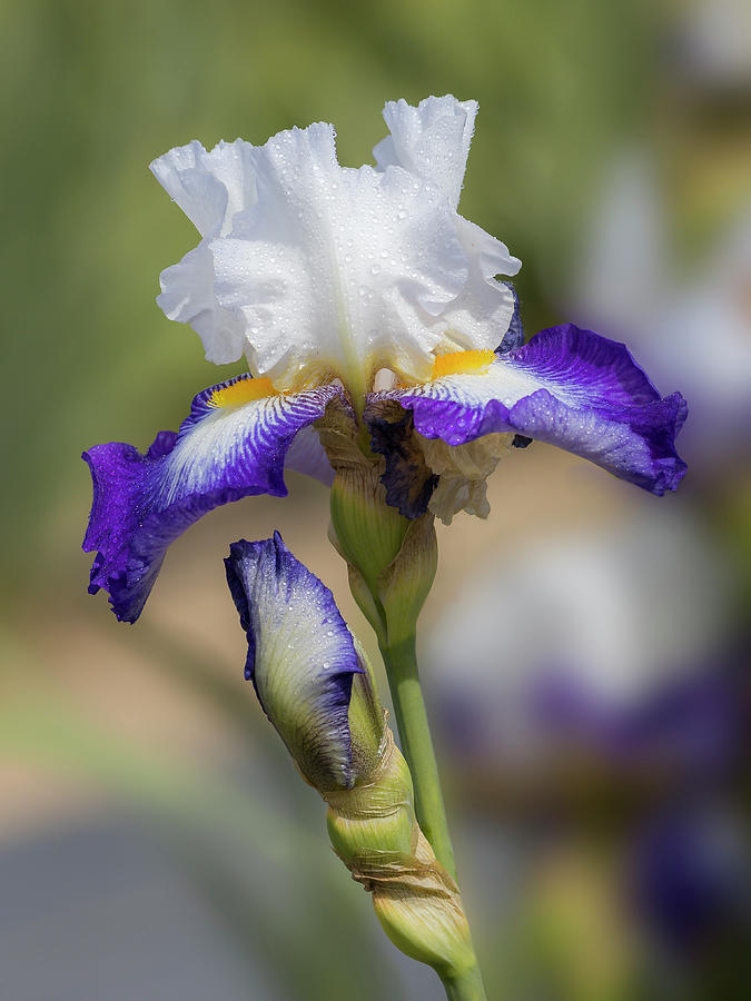 Violet-White Iris Photograph by Mark Mille