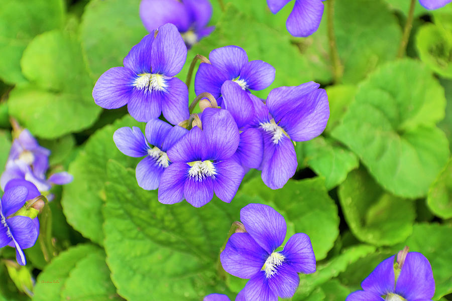Violet Wildflowers Photograph by Christina Rollo
