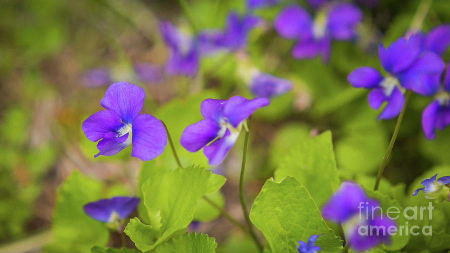 Violets  Photograph by Agnes Caruso