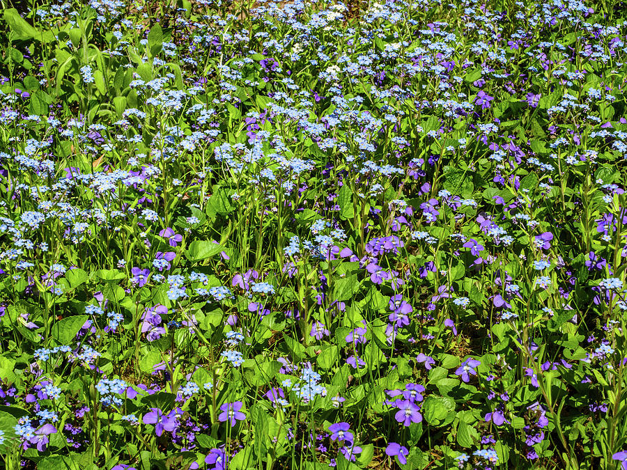 Violets and Forget-me-nots Photograph by Rob Huntley