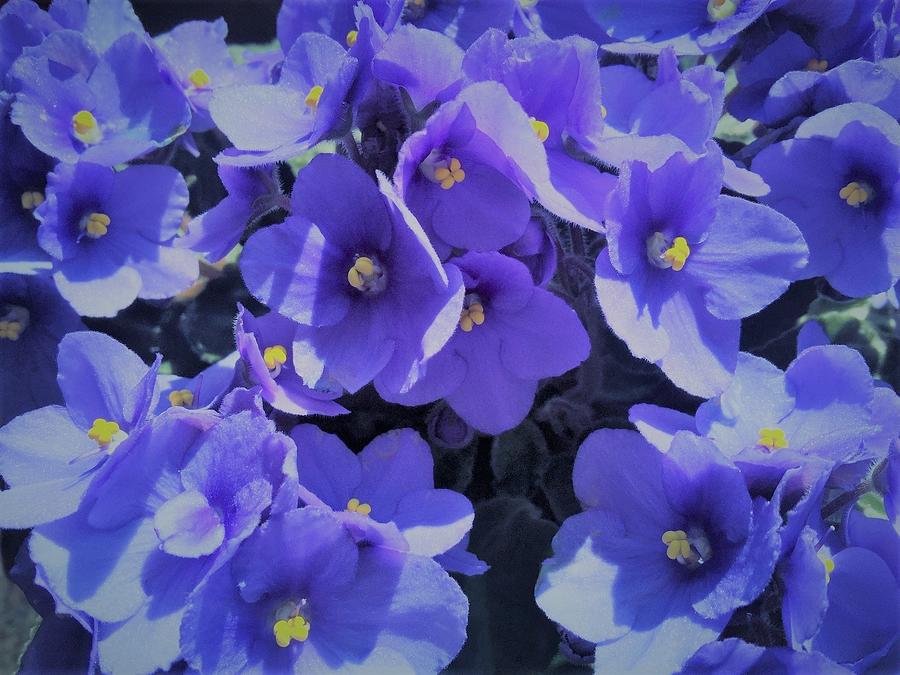 Violets Are Blue Photograph by Angela Davies