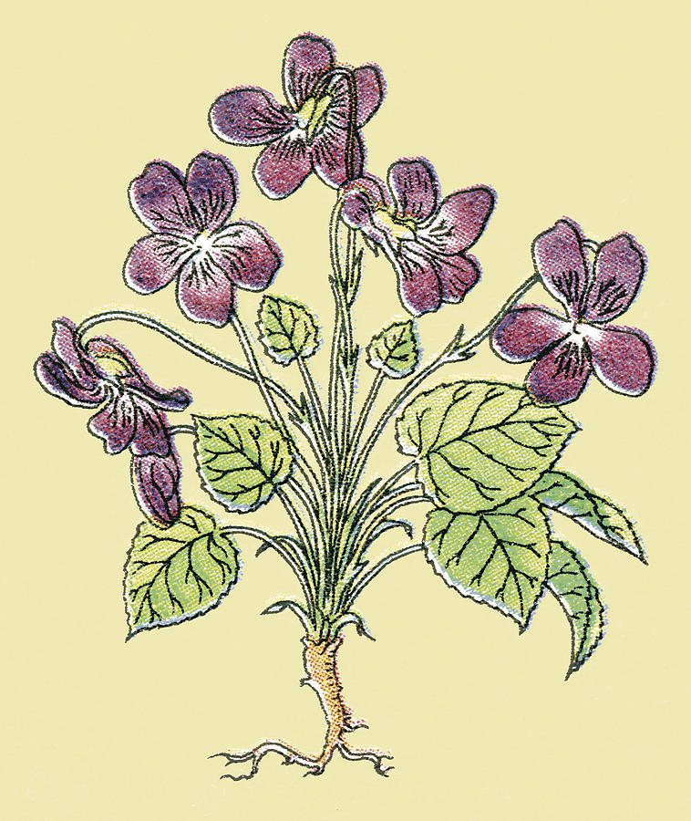 Violets Drawing by CSA-Printstock