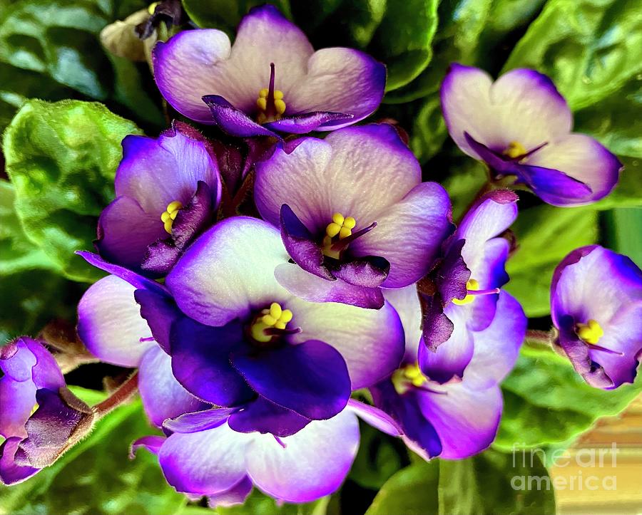 Violets Photograph by Eunice Warfel