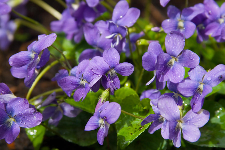 Violets Photograph by Jfairone