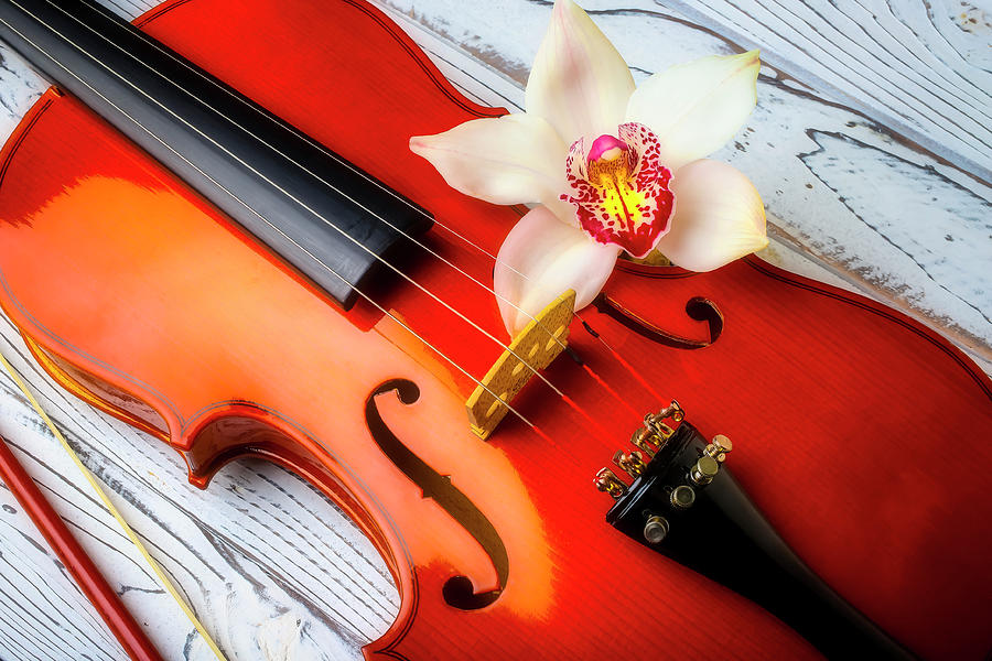 Violin And Lovely White Orchid Photograph by Garry Gay