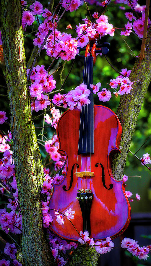 Violin In Flowering Plum Tree Photograph by Garry Gay