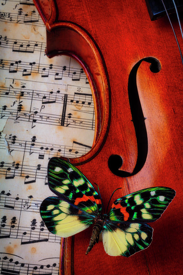 Violin Photograph - Violin With Gorgeous Butterfly by Garry Gay