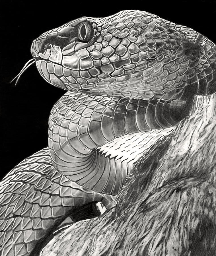Viper Drawing by Paul Stowe Pixels