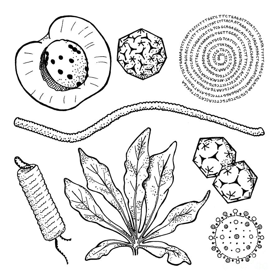 Viral Plant Pathogens Drawing by Larissa Osterbaan