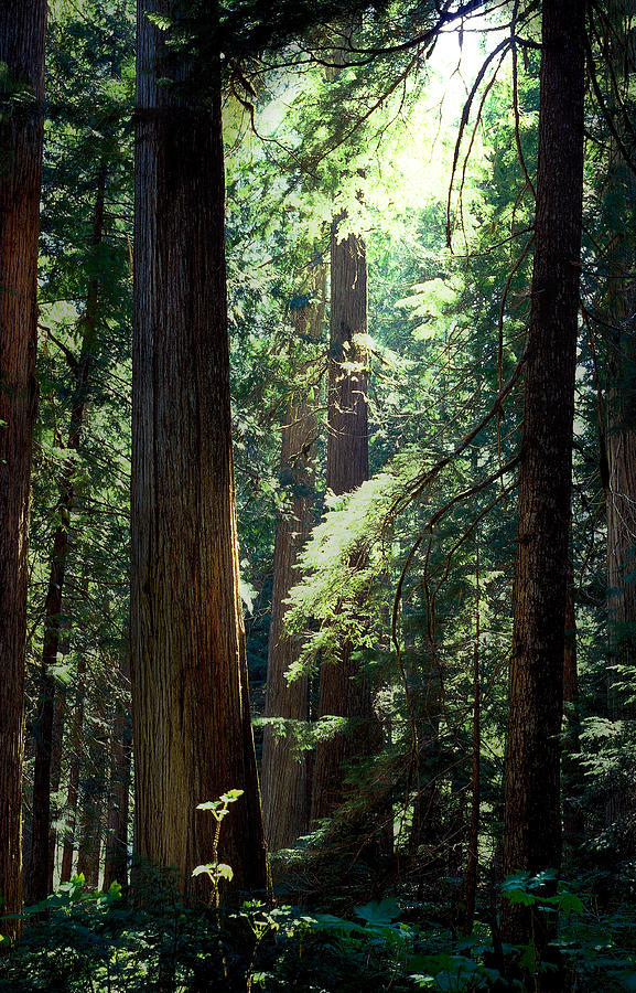 Tree Photograph - Virgin Forest by John Bartosik