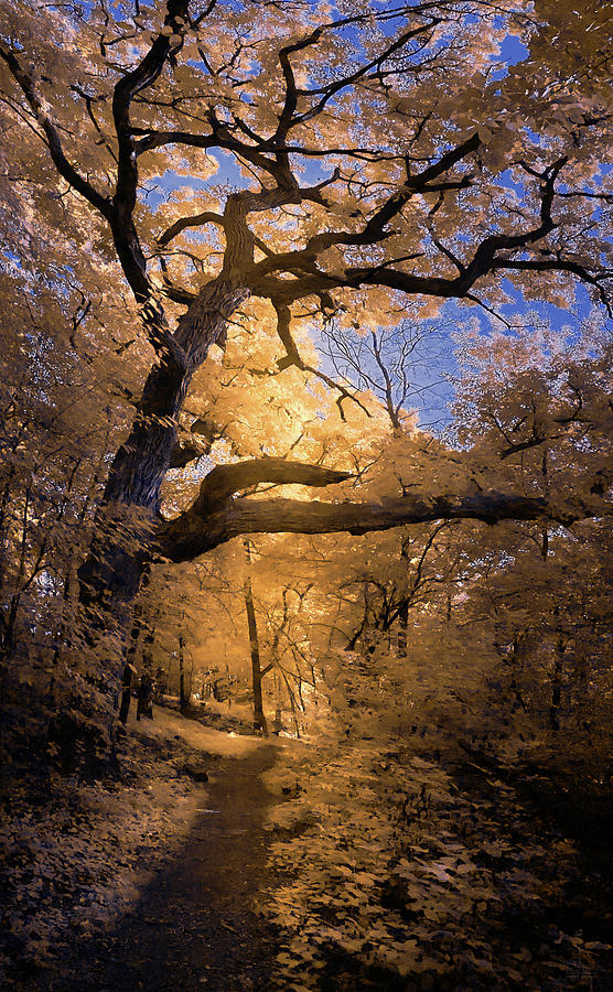 Virgin Lake Trail Oak in Infrared - Stoughton WI Photograph by Peter Herman