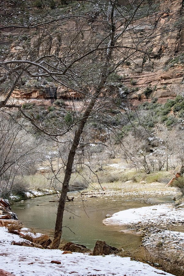 Virgin River, Zion National Park Photograph by Thierry Lach Virgin River, Zion National Park Photograph by Thierry Lach
