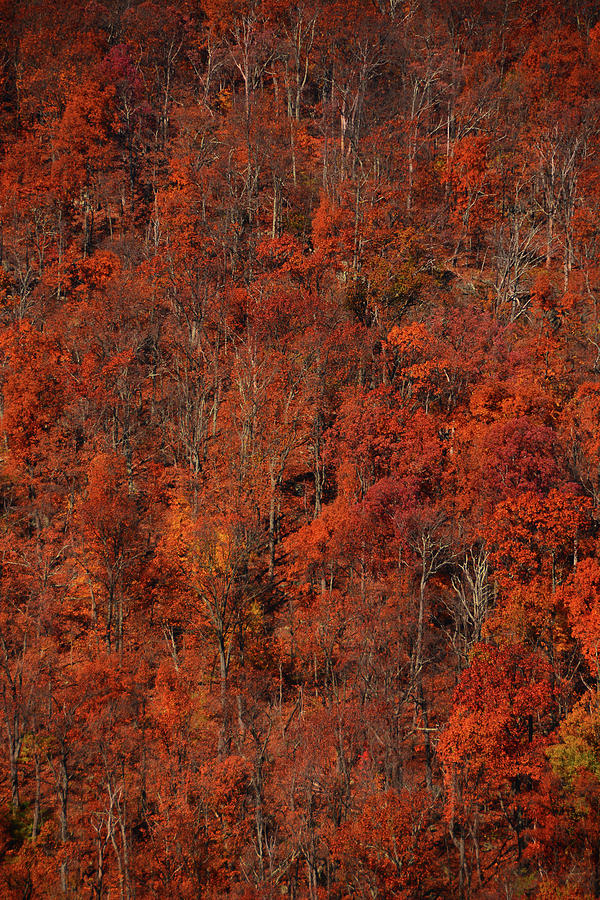 Virginia Autumn Trees 3 Photograph by Raymond Salani III