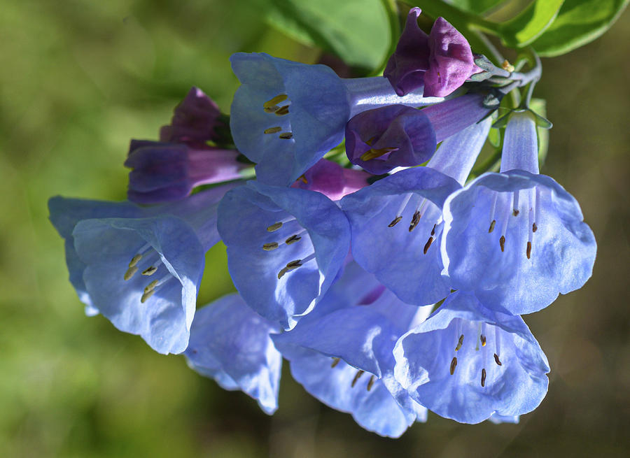 Virginia Bluebells Magnified Photograph by Tana Reiff