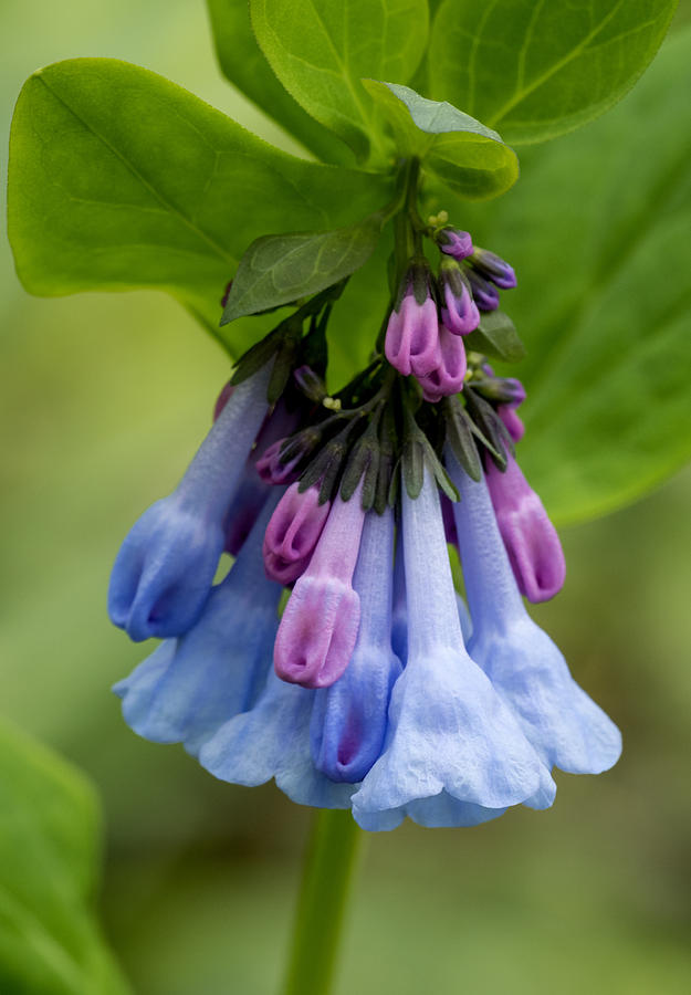 Virginia Bluebells (Mertensia virginica) Spring Wildflower Photograph by Ed Reschke