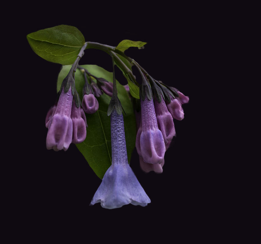 Virginia Bluebells Wildflower Photograph