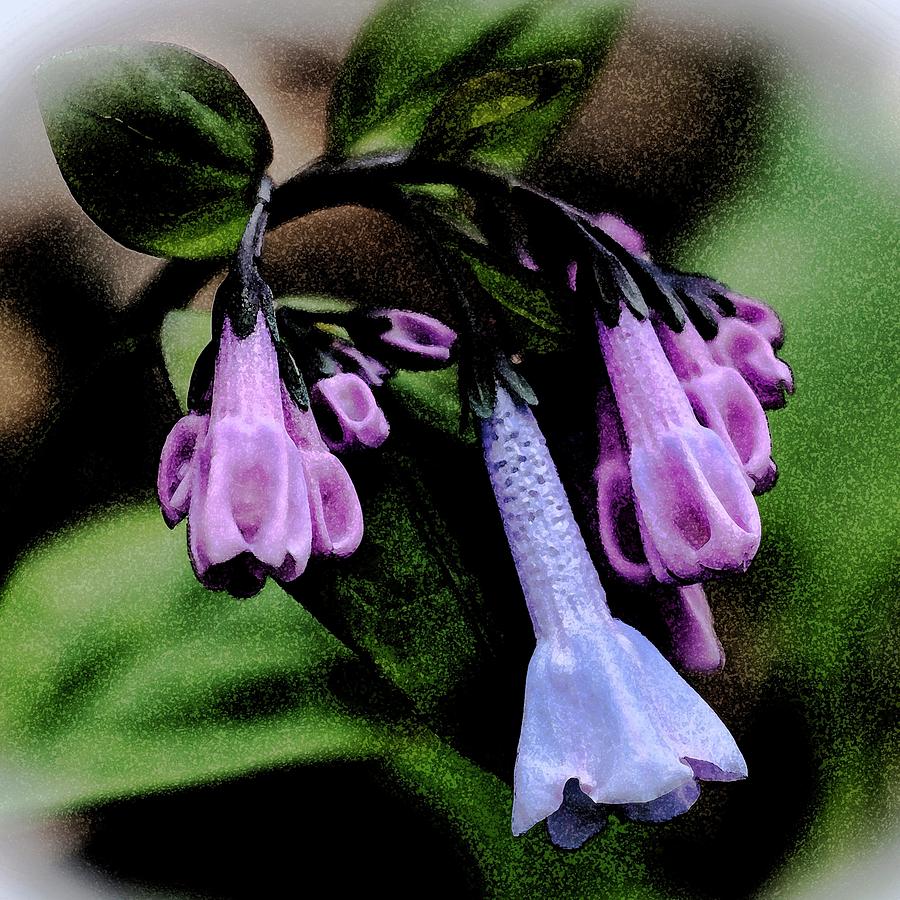Virginia Bluebells Wildflowers - Digitally Enhanced Photograph by Carol Senske