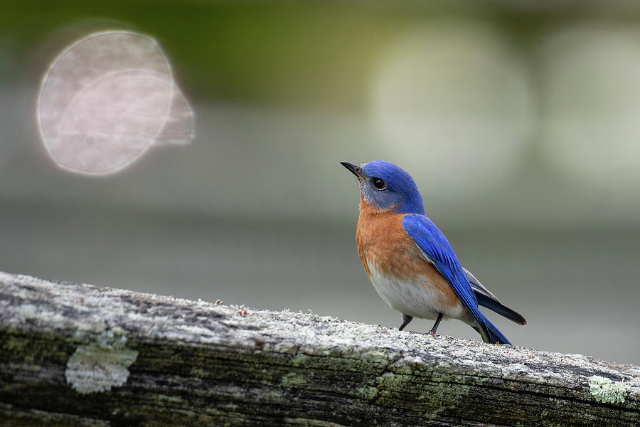 Virginia Bluebird  Photograph by Rachel Morrison