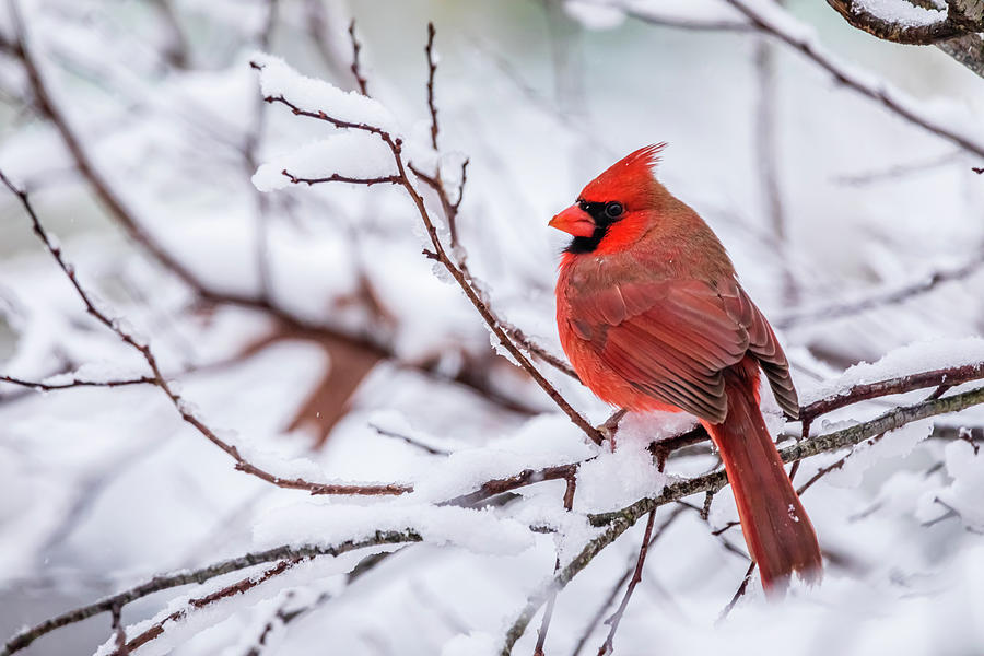 Virginia Cardinal on a Snowy Day Photograph by Rachel Morrison