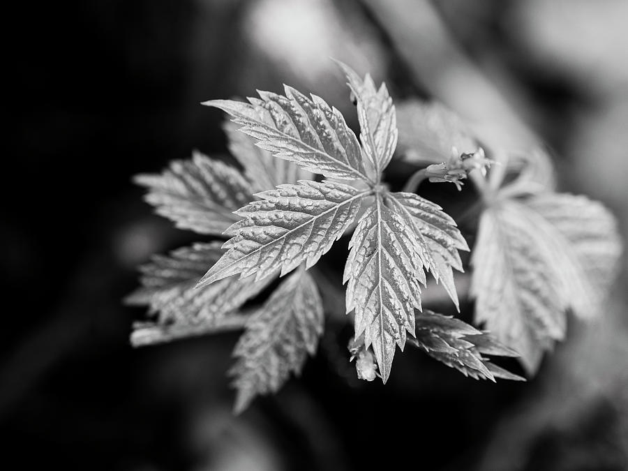Virginia Creeper Black and White Photograph by Todd Bannor