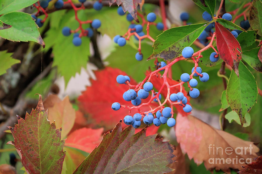 Virginia Creeper in Fall Photograph by Richard Smith