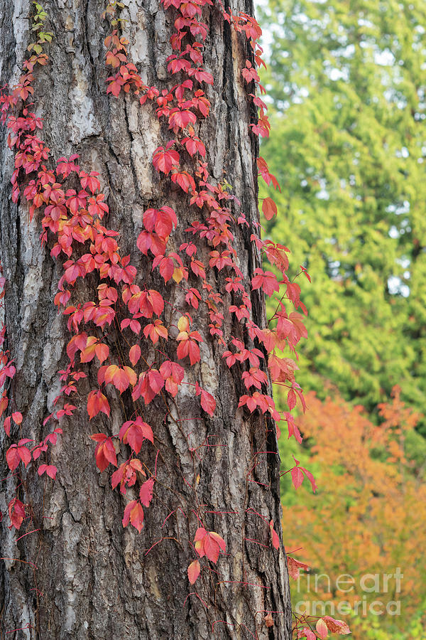Fall Photograph - Virginia Creeper on an Austrian Pine Tree in Autumn by Tim Gainey