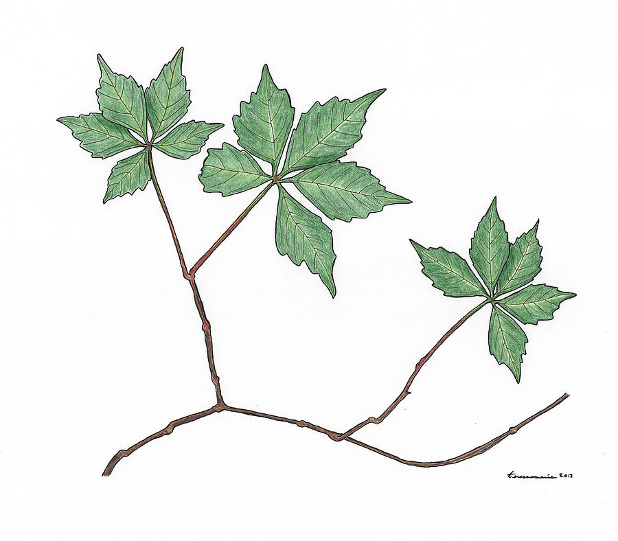 Virginia creeper plant branch with leaves sketch hand drawn vector  illustration with hyeroglyph. Oriental ink painting sumi-e, u-sin, go-hua.  Hieroglyph Virginia creeper on old paper.:: موقع تصميمي