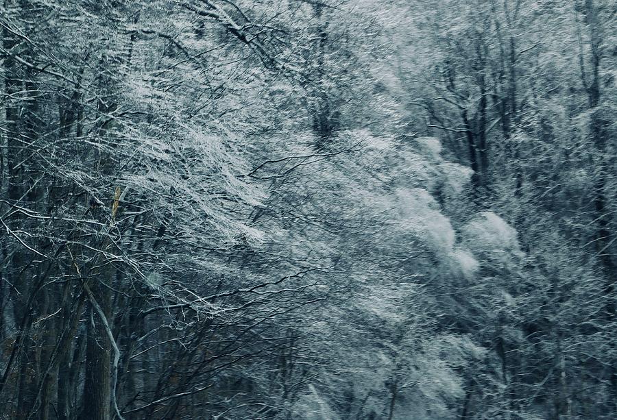 Tree Photograph - Virginia Mountain Frost - 2 by Arlane Crump